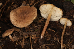 Lepiota jacobi