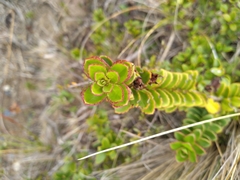 Veronica macrantha brachyphylla