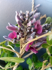Millettieae