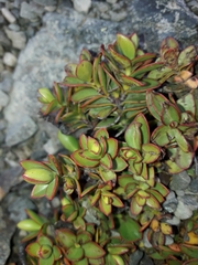 Veronica decumbens