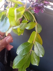 Millettieae