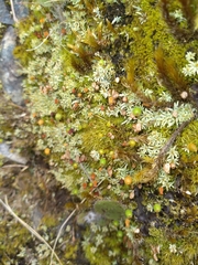 Philonotis scabrifolia