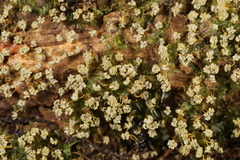 Physarum polycephalum