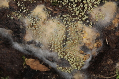 Physarum polycephalum