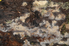 Physarum polycephalum