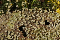 Physarum polycephalum
