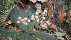 Ardisia primulifolia