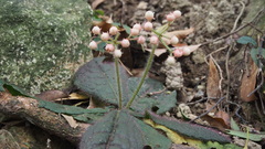 Ardisia primulifolia