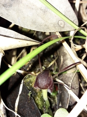 Corybas confusus