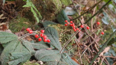 Ardisia primulifolia
