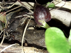 Corybas confusus