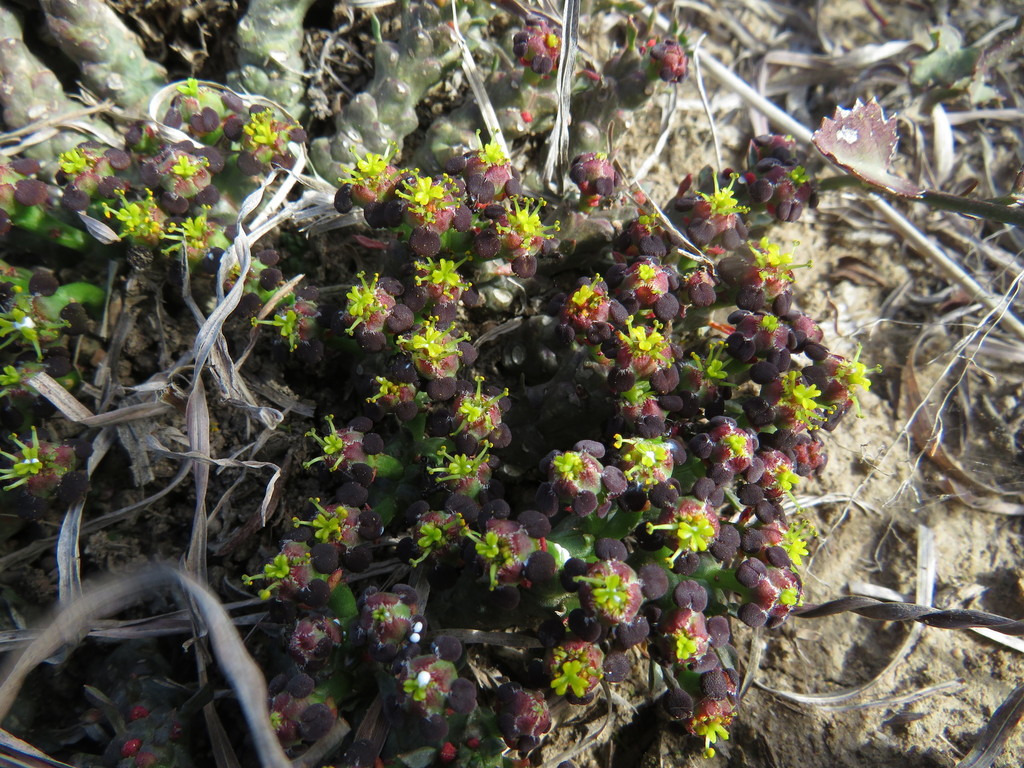Euphorbia pugniformis Boiss.