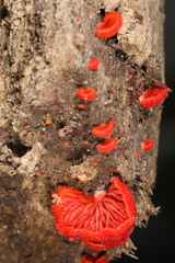 Crepidotus cinnabarinus