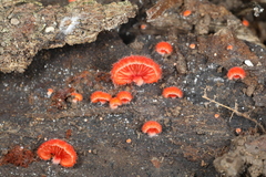 Crepidotus cinnabarinus
