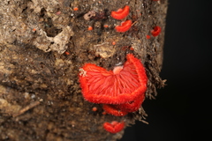 Crepidotus cinnabarinus