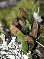 Notogrammitis crassior