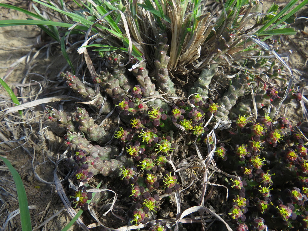 Euphorbia pugniformis Boiss. 2