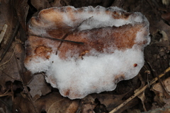 Hypomyces armeniacus