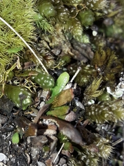 Notogrammitis crassior