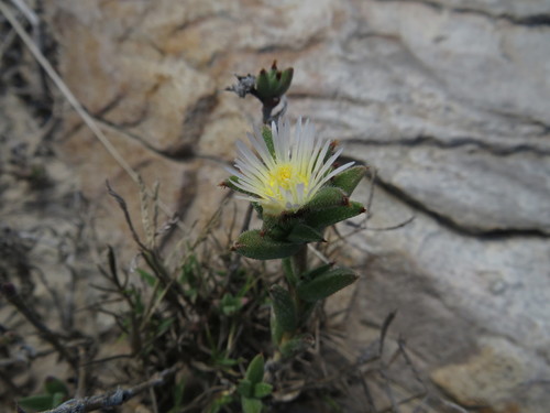 Image of Trichodiadema orientale by (c) James Deacon, some rights reserved (CC BY-SA)
