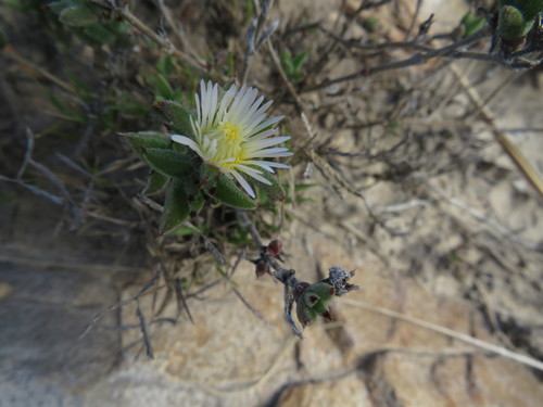Image of Trichodiadema orientale by (c) James Deacon, some rights reserved (CC BY-SA)