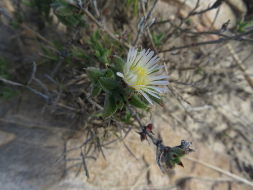 Image of Trichodiadema orientale by (c) James Deacon, some rights reserved (CC BY-SA)