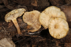 Lentinellus subaustralis