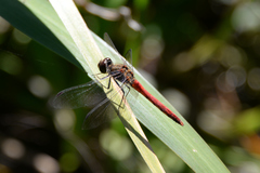 Sympetrum