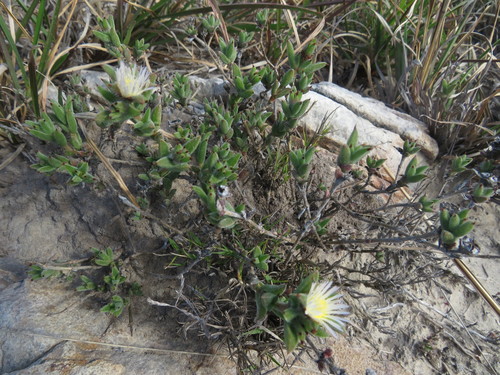 Image of Trichodiadema orientale by (c) James Deacon, some rights reserved (CC BY-SA)