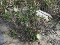 Trichodiadema orientale