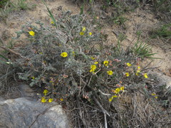 Aspalathus chortophila