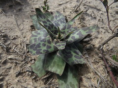 Ledebouria ensifolia