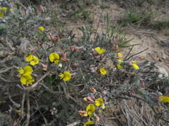 Aspalathus chortophila