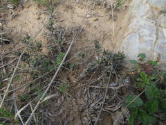 Trichodiadema orientale