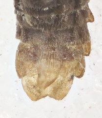 Phosphaenus hemipterus