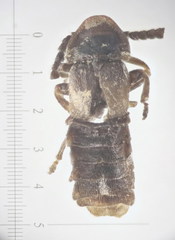 Phosphaenus hemipterus