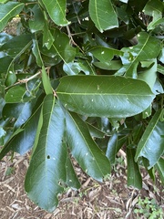 Lepisanthes tetraphylla
