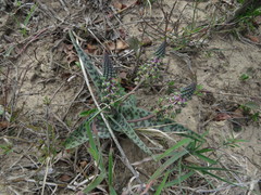 Ledebouria ensifolia