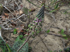 Ledebouria ensifolia