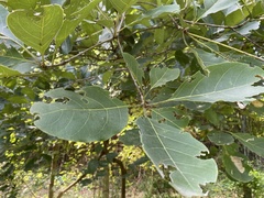 Terminalia bellirica