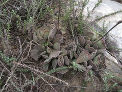 Adromischus cristatus cristatus
