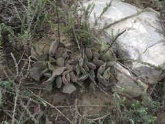 Adromischus cristatus cristatus