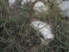 Adromischus cristatus cristatus
