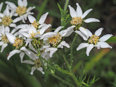 Achillea atrata