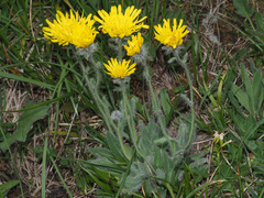 Hieracium villosum