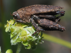 Tetrix bipunctata bipunctata