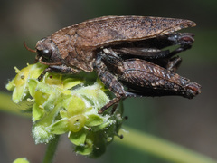 Tetrix bipunctata bipunctata