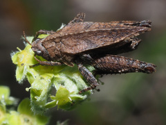 Tetrix bipunctata bipunctata