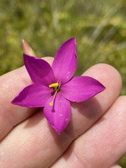 Chironia jasminoides