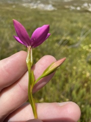 Chironia jasminoides